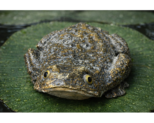 frog_on_lily_pad
